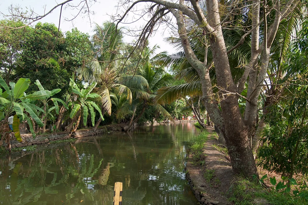 Palm-lined backwaters in Kerala